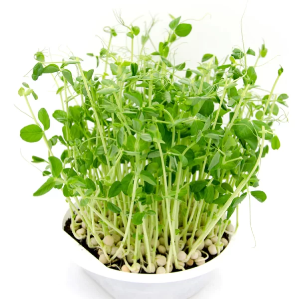 Pea (Affyla type)