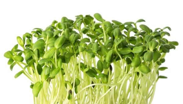 Sunflower Microgreens